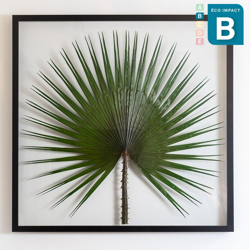 Cadre herbier tropical Washingtonia Palm - 3 tailles